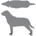 BCS_4_Hund_uebergewichtig