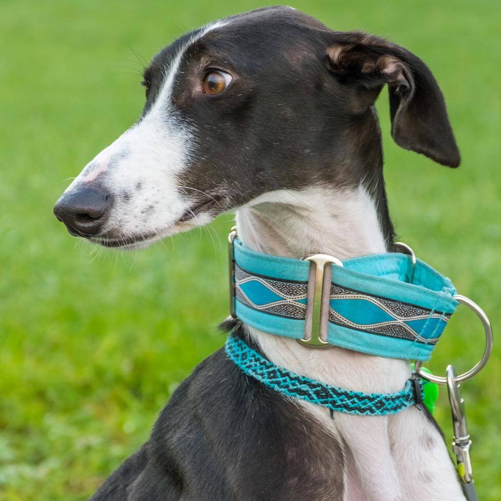halsband mit begrenztem zug