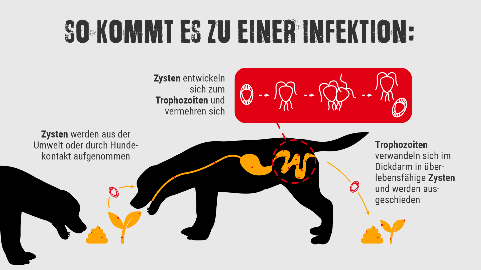 Giardien beim Hund Giardien beim Hund