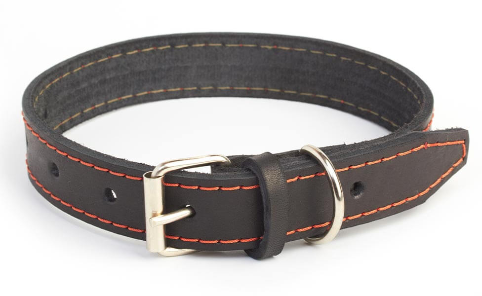 schnallenhalsband