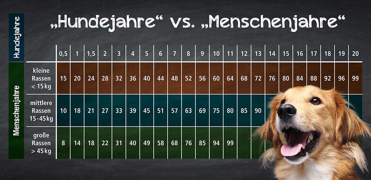PfotenTipps-Tabelle: Wie alt werden Hunde in Menschenjahren