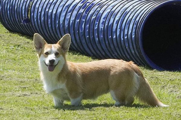 Sportlicher Corgi