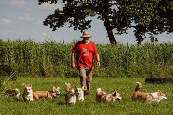 Corgi Züchter mit Rudel